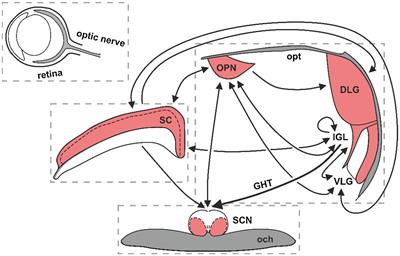 From Fast Oscillations to Circadian Rhythms: Coupling at Multiscale Frequency Bands in the Rodent Subcortical Visual System